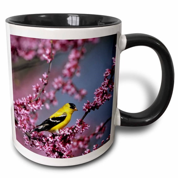 3drose, American Goldfinch Male in Eastern Redbud Tree, Marion, Il, 11oz Two-tone Black Mug