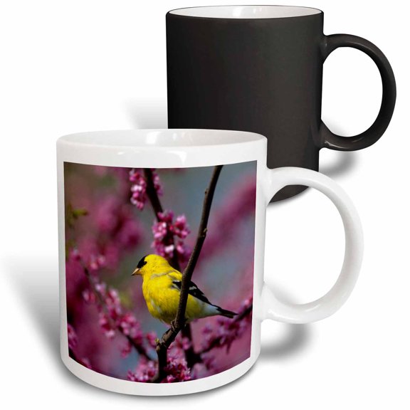 3drose, American Goldfinch Male in Redbud Tree, Marion, Il, 11oz Magic Transforming Mug