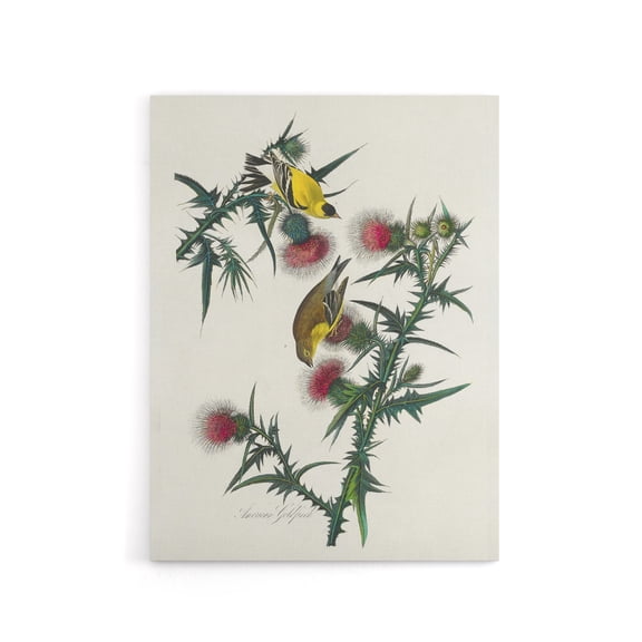 American Goldfinch and Thistle Audubon Nature Canvas Wall Art 18X24"