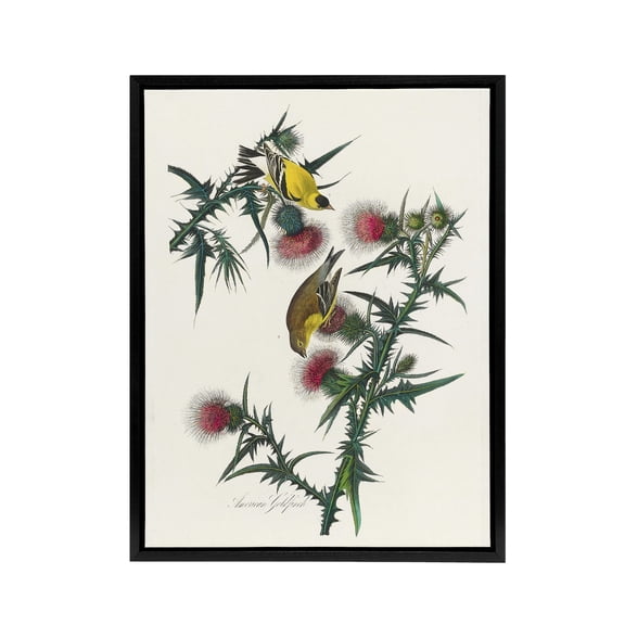 American Goldfinch and Thistle Audubon Nature Framed Canvas Wall Art 24X32"