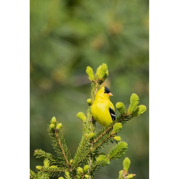 American Goldfinch male in spruce tree Marion County Illinois Poster Print by Richard and Susan Day