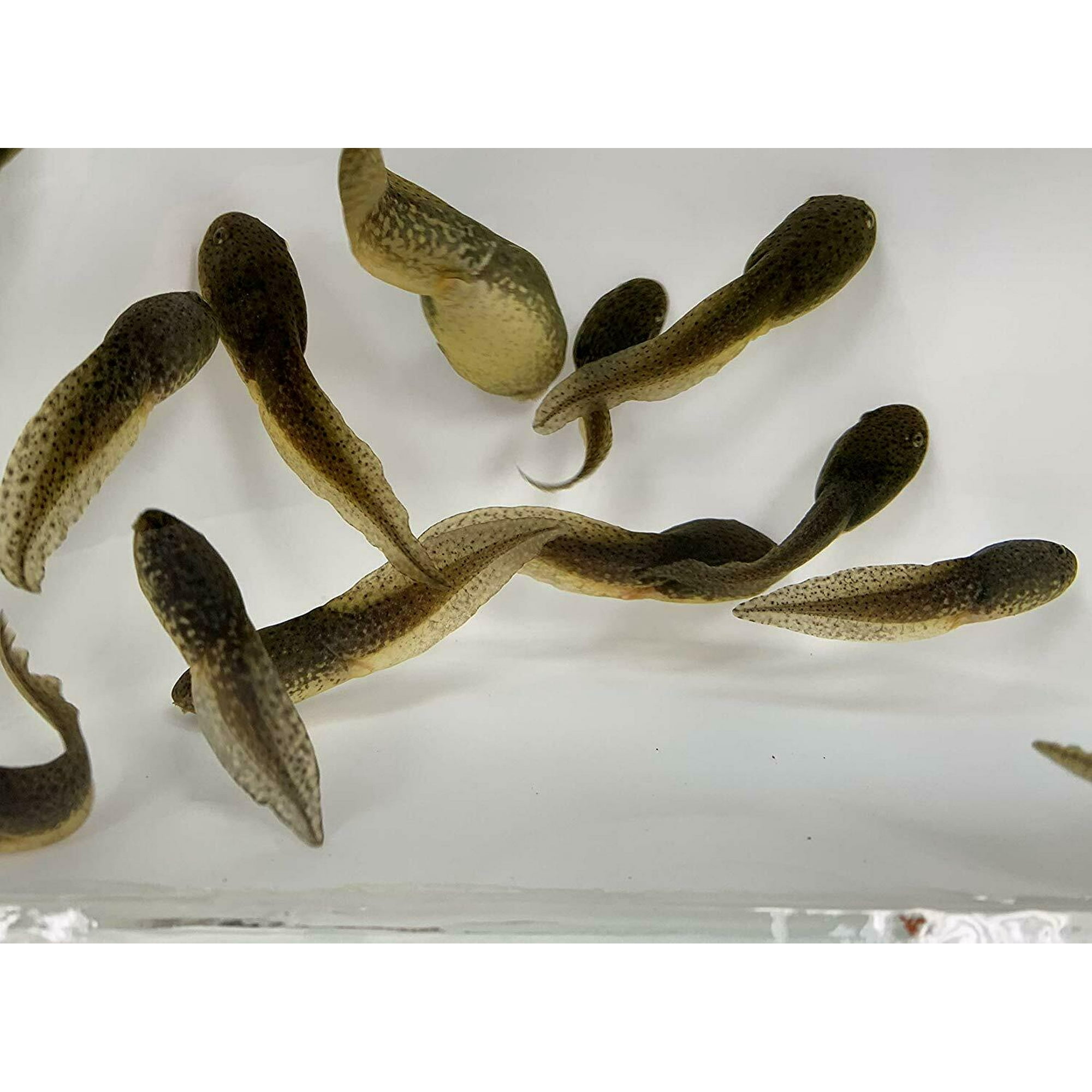 gray tree frog tadpoles