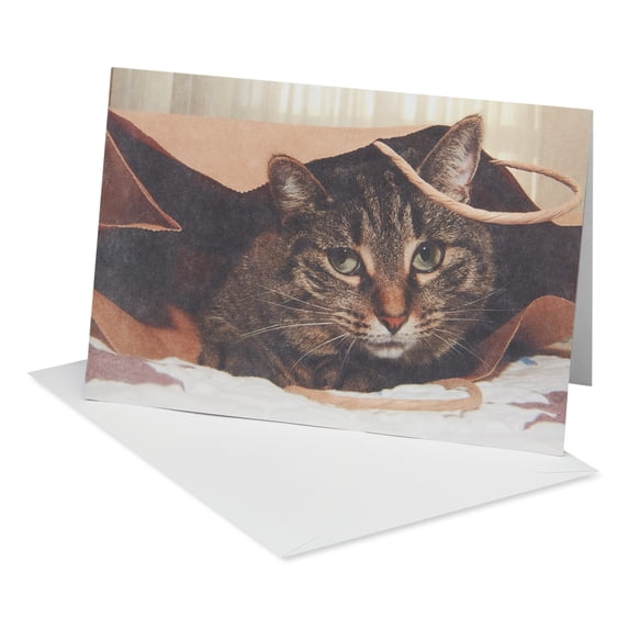 American Greetings Funny Birthday Card (Purr-fect Surprise)