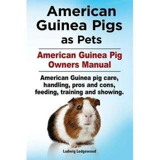 Walmart best sale guinea pig