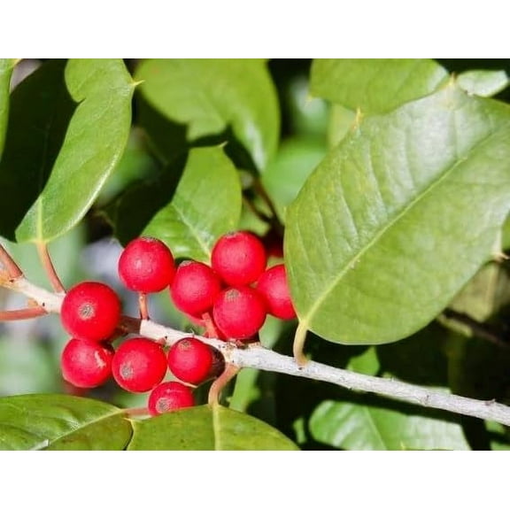 American Holly Tree Branches (12-24 Inches) for Decor, Crafts, Wreathmaking - Grown in Iowa (5 Branches)