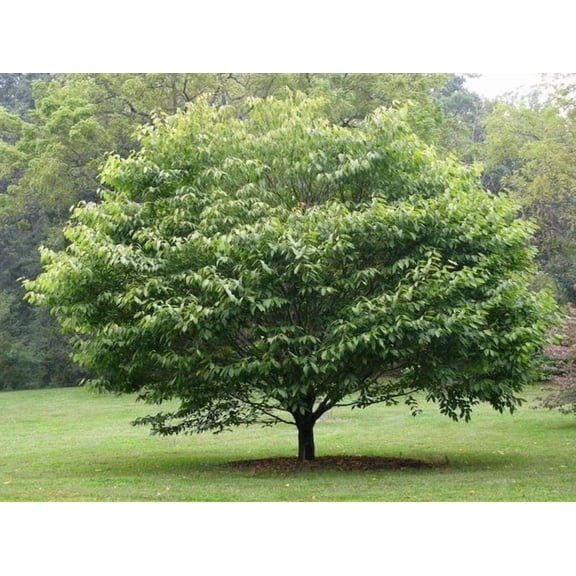 American Hornbeam Live Plant, 612" Tall, 1 Quart Pot Native Deciduous Tree for Garden, Yard & Landscape, Ornamental Shade Tree