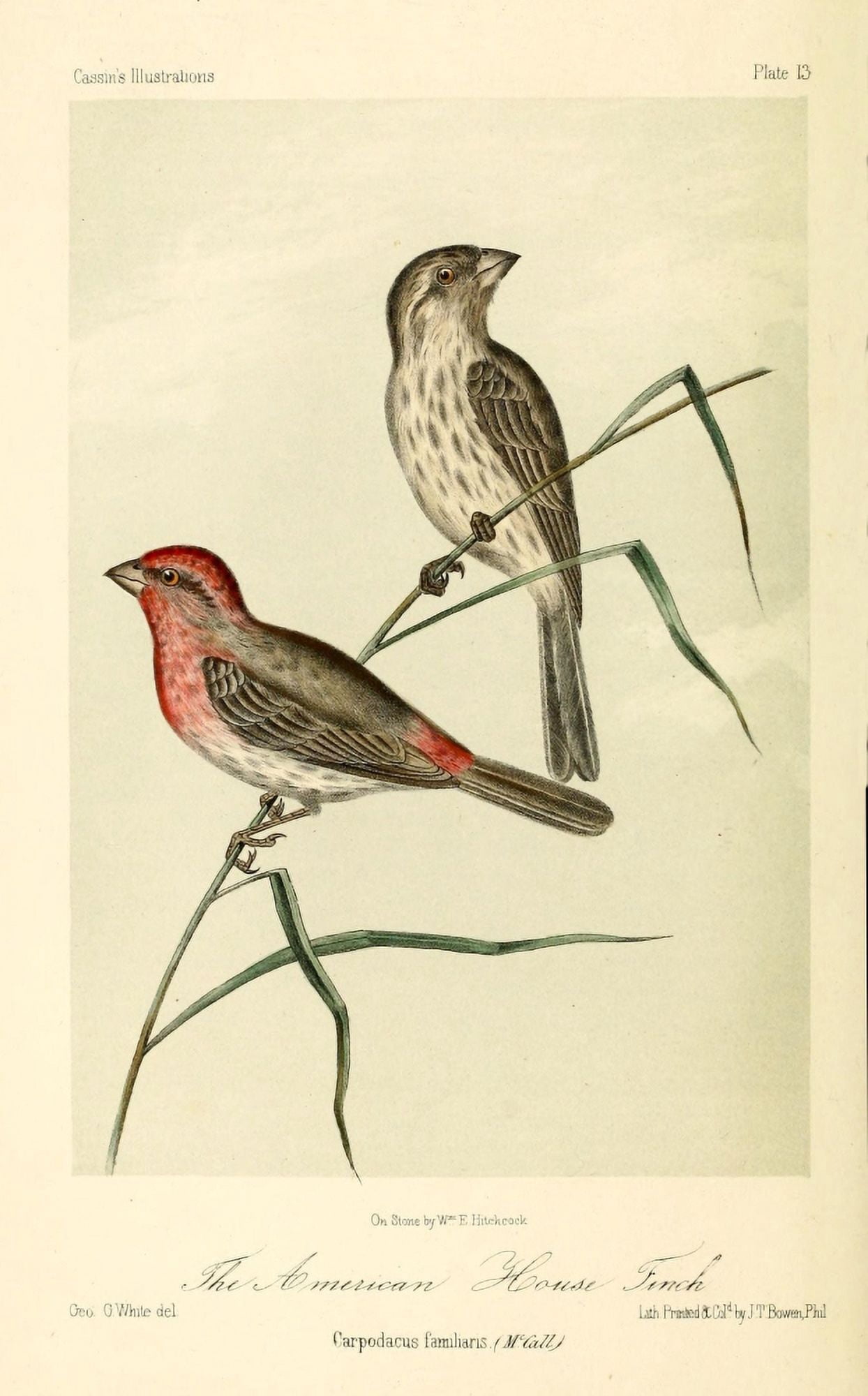 American House Finch Canvas Art - WE Hitchcock (24 x 36)