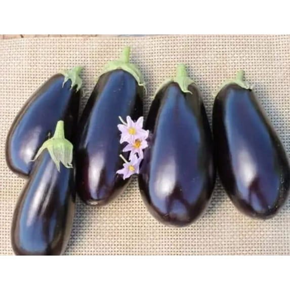 American Hybrid Eggplant Seeds for Planting (20 Seeds) - A1014 Hybrid American Eggplant
