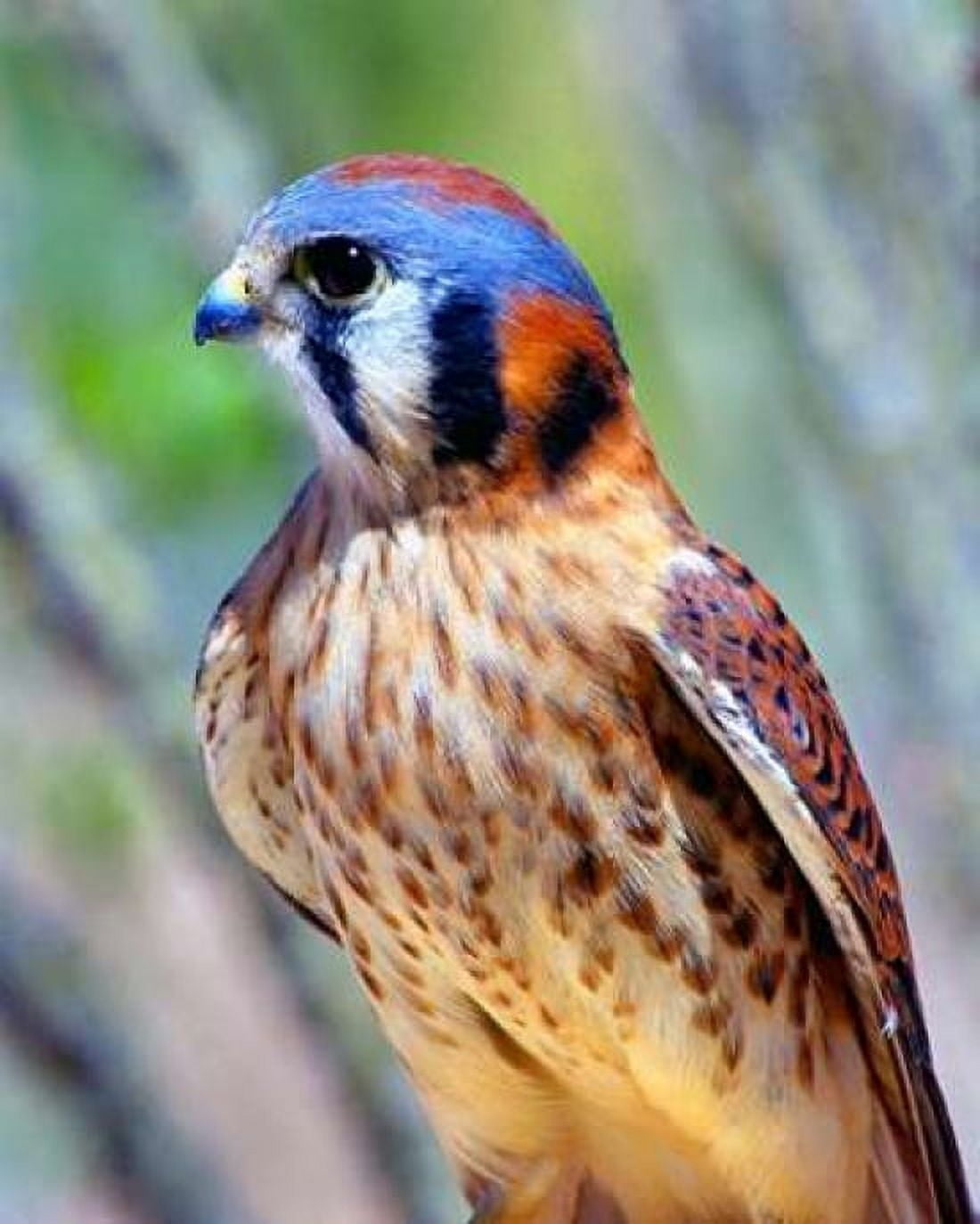 American Kestrel Canvas Art - Douglas Taylor (24 x 30)