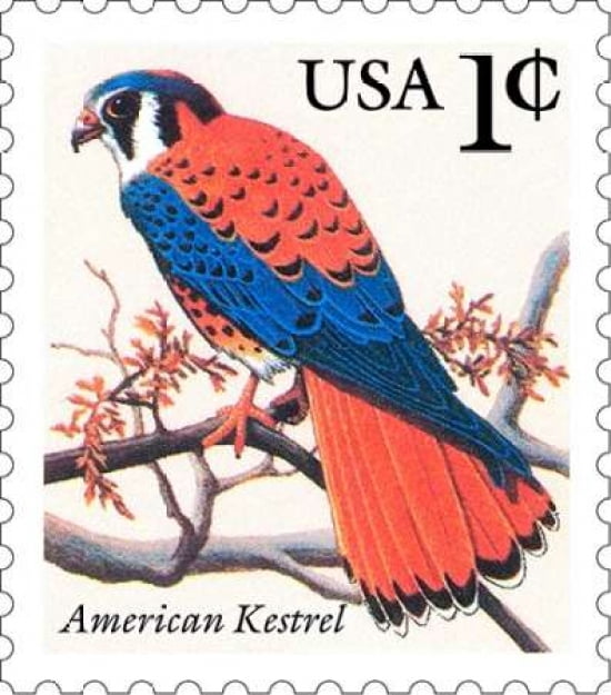American Kestrel Canvas Art - US POSTAL SERVICE (24 x 24)