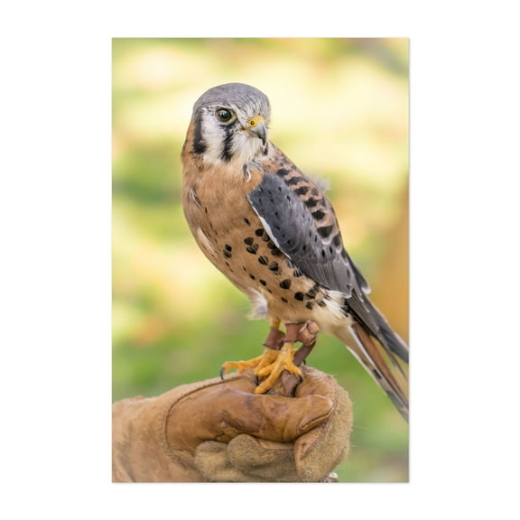 American Kestrel - Photography Bird Wildlife Nature Animal Portrait Scenic Woodland Unframed Wall Art Print 4 x 6 inches