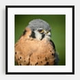 thumbnail image 1 of American Kestrel closeup - Photography Bird Wildlife Nature Animal Portrait Scenic Woodland Black Framed Wall Art Print 16 x 16 inches, 1 of 3
