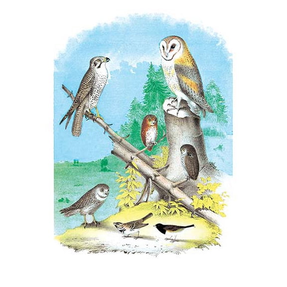 American Lanier Falcon (Prairie Hawk) Fine art canvas print (20" x 30")