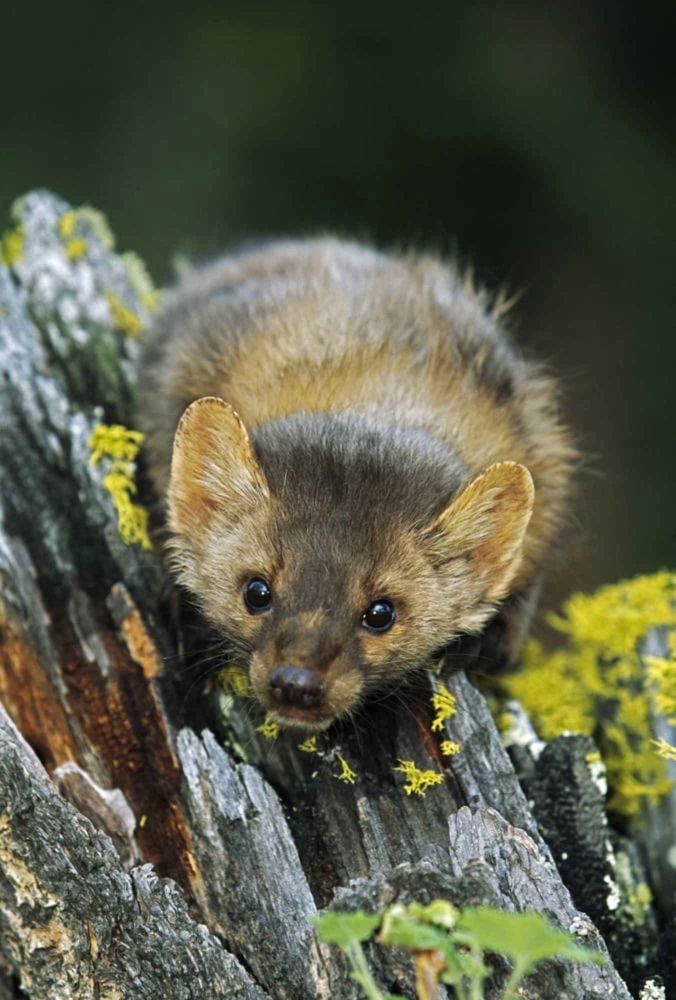 American Marten On Tree Stump Montana Usa Canvas Art - David Ponton Design Pics (12 x 18)