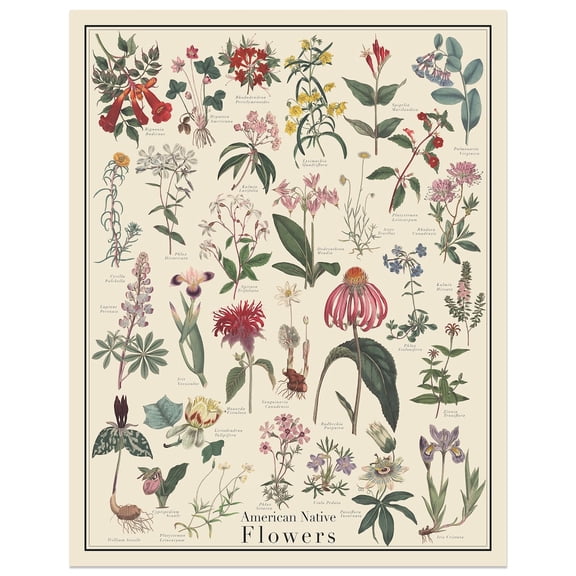 American Native Flowers Identification Chart Botanical Art Unframed Paper Poster 8x10in