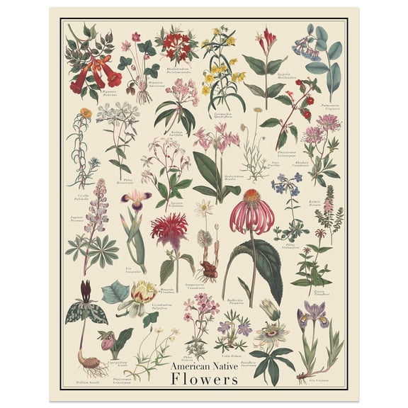 American Native Flowers Identification Chart Botanical Art Unframed Paper Print