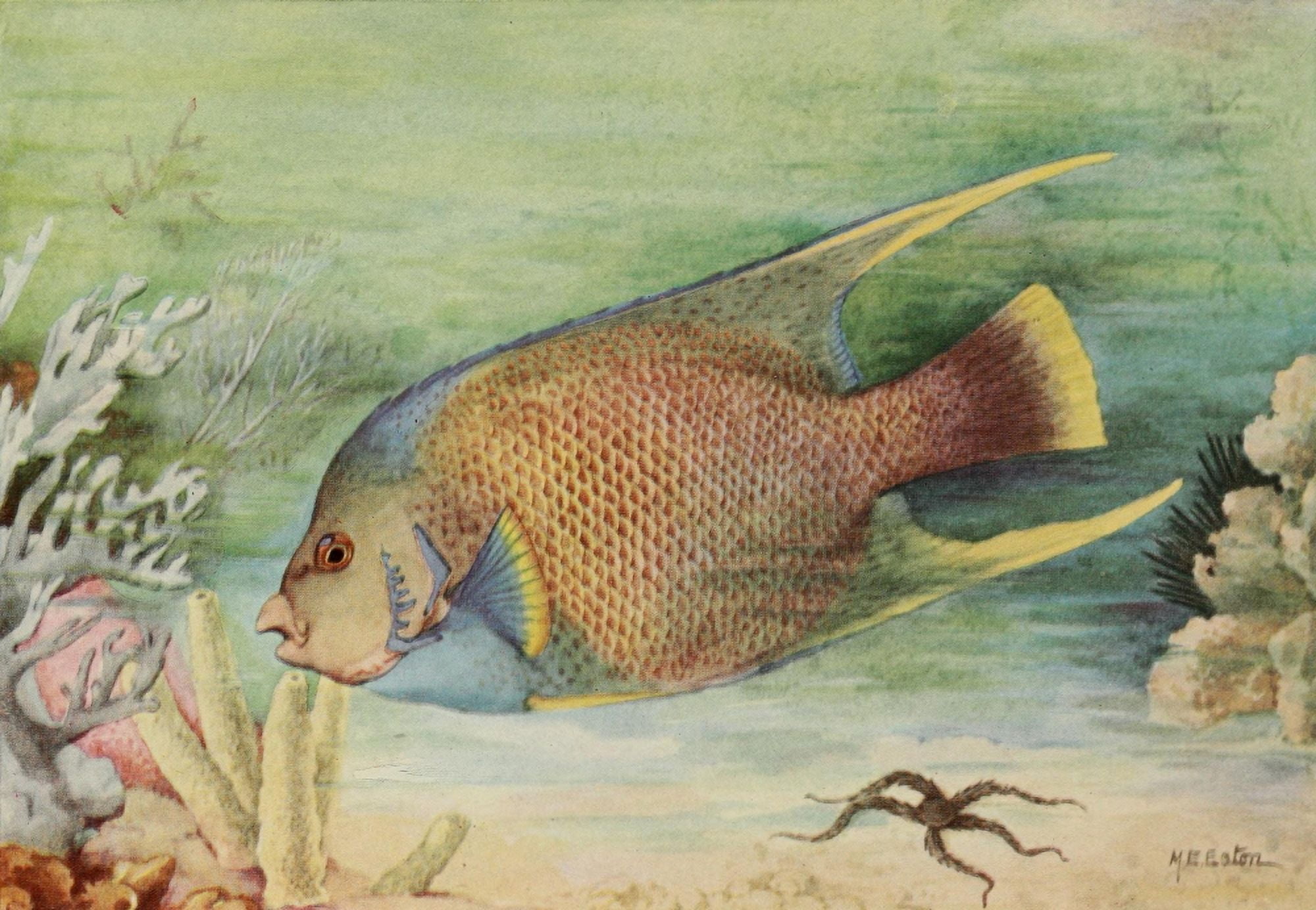 American Natural History 1914 Angel fish Canvas Art - ME Eaton (18 x 24)