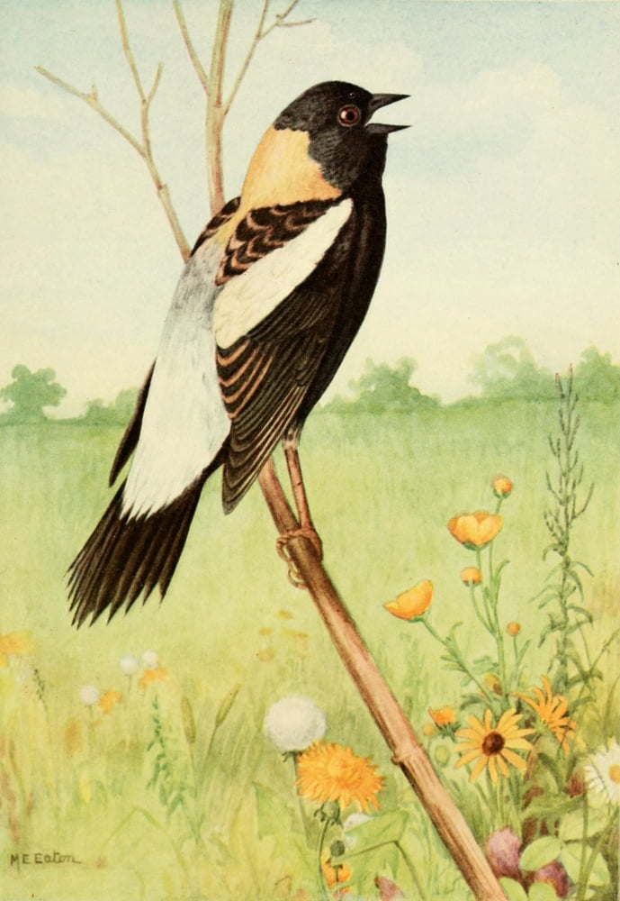 American Natural History 1914 Bobolink Canvas Art - ME Eaton (18 x 24)