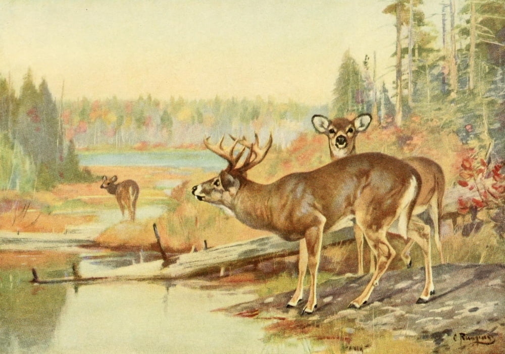 American Natural History 1914 Deer in Adirondacks Canvas Art - Carl Rungius (18 x 24)