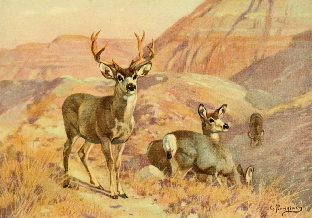 American Natural History 1914 Deer in Montana Canvas Art - Carl Rungius (18 x 24)