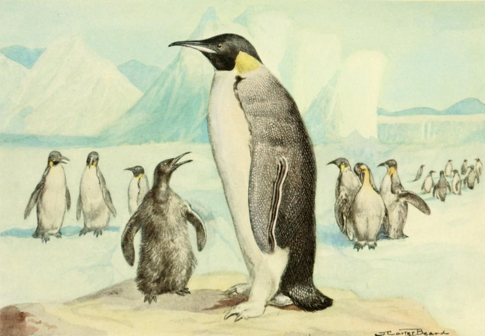 American Natural History 1914 Emperor Penguin Canvas Art - J Carter-Beard (18 x 24)