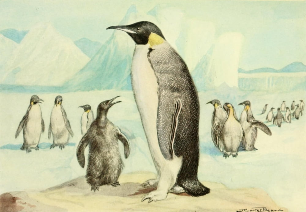American Natural History 1914 Emperor Penguin Canvas Art - J Carter-Beard (24 x 36)