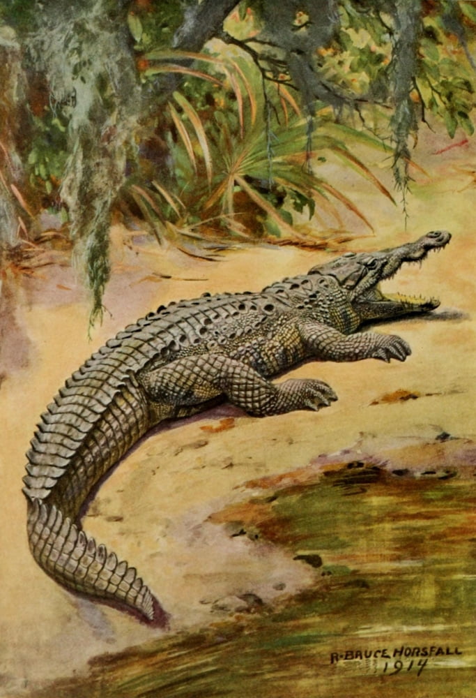 American Natural History 1914 Florida Crocodile Canvas Art - RB Horsfall (18 x 24)