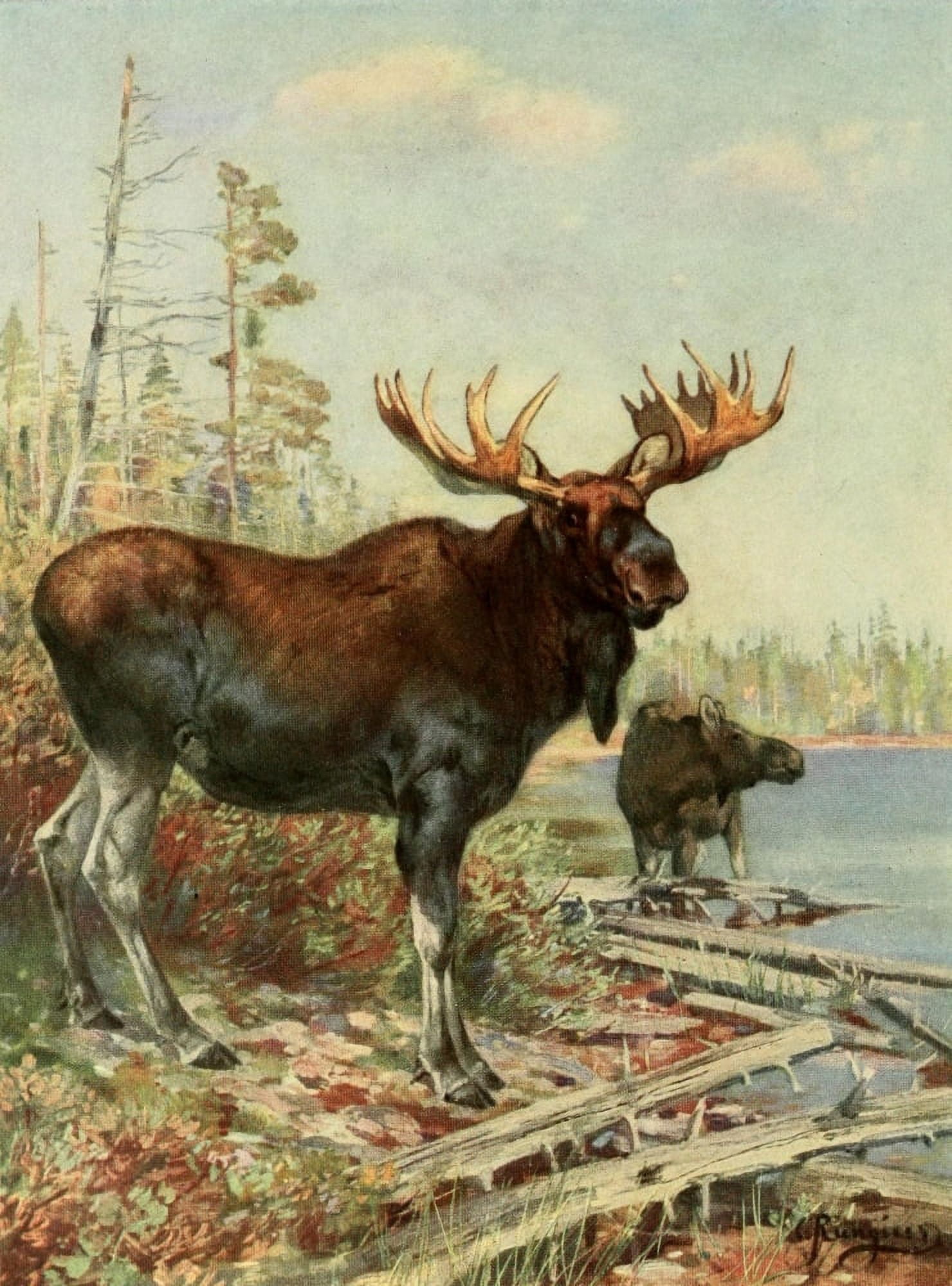 American Natural History 1914 Moose Canvas Art - Carl Rungius (18 x 24)