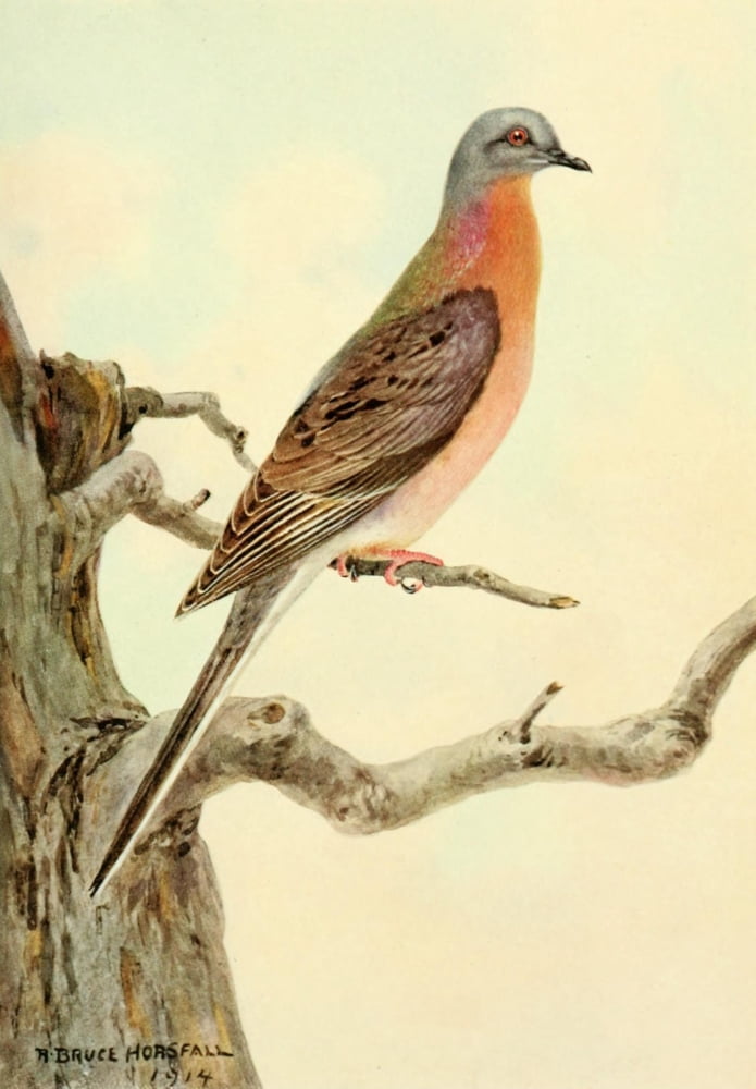 American Natural History 1914 Passenger Pigeon Canvas Art - RB Horsfall (24 x 36)