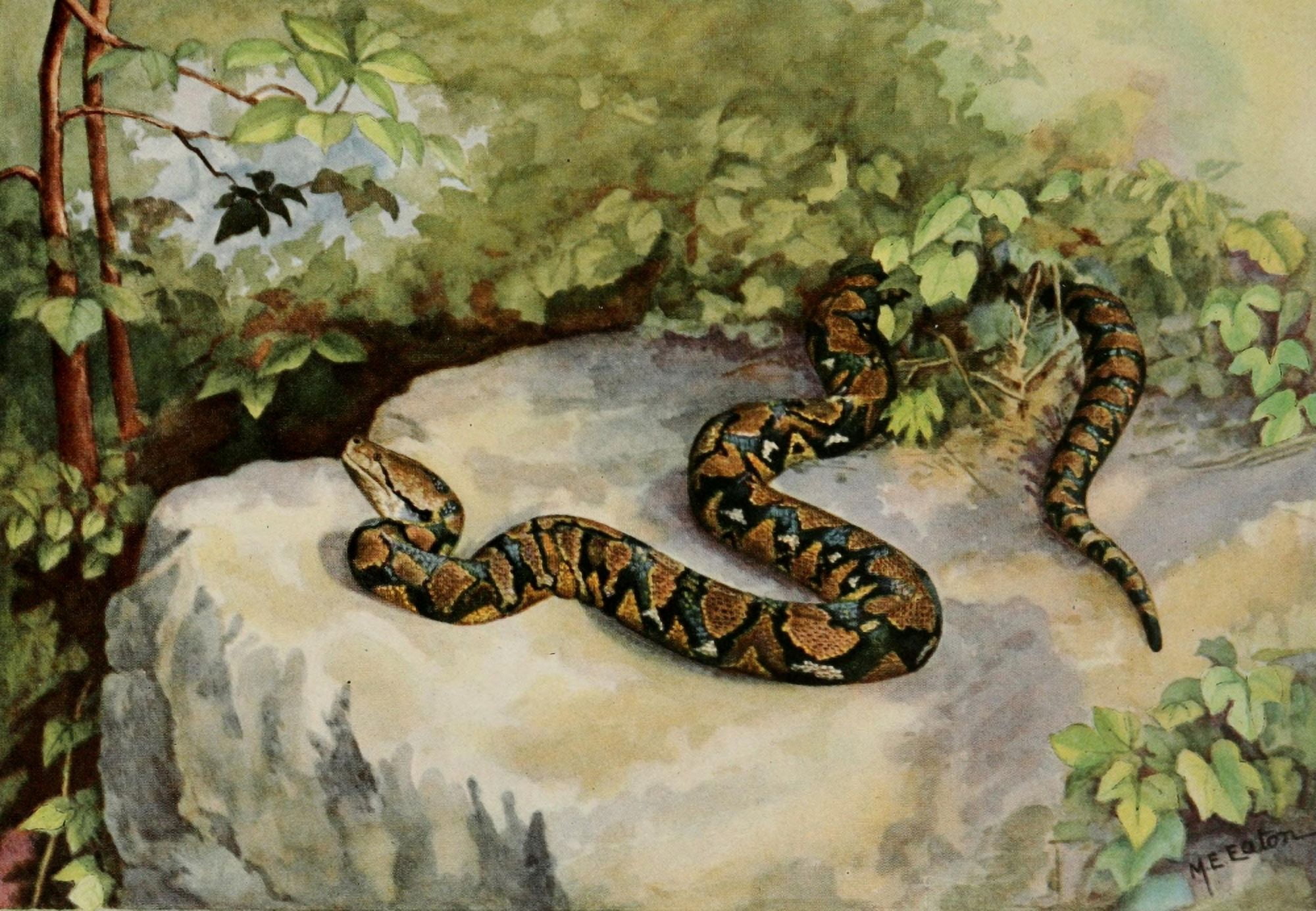 American Natural History 1914 Reticulated Python Canvas Art - ME Eaton (18 x 24)