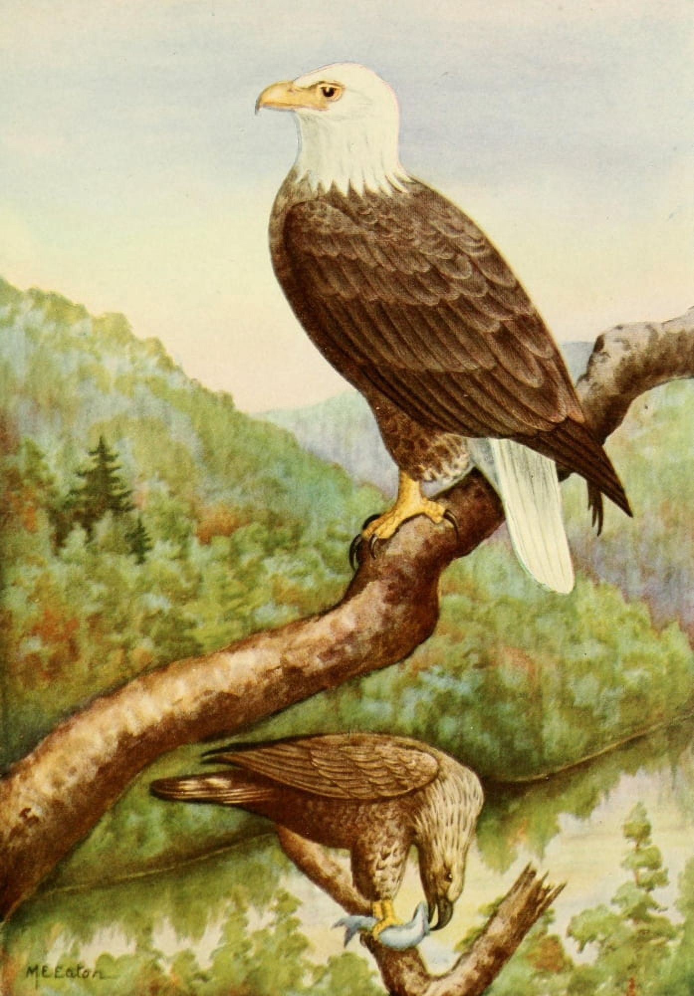American Natural History 1914 White-headed Eagle Canvas Art - ME Eaton (24 x 36)
