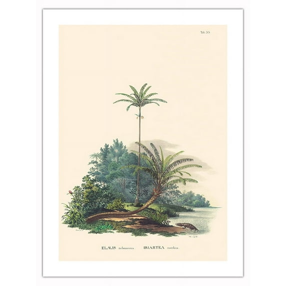 American Oil Palm (Elaeis oleifera)-Walking Palm(Socratea exorrhiza)-Vintage Botanical Illustration by Carl Friedrich Philipp von Martius c.1820s-Bamboo Fine Art 290gsm Paper Print (Unframed) 18x24in