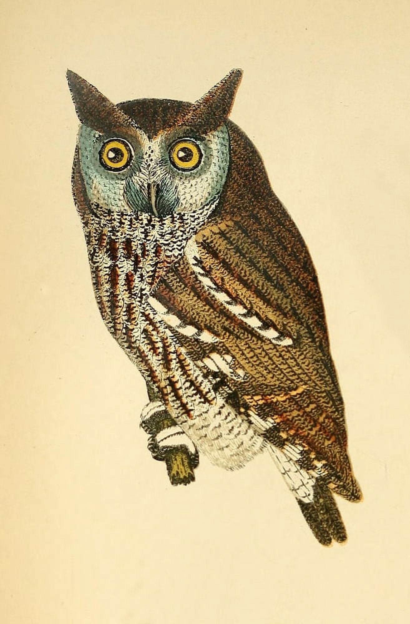 American Ornithology 1870 Mottled Owl Canvas Art - A Wilson (24 x 36)