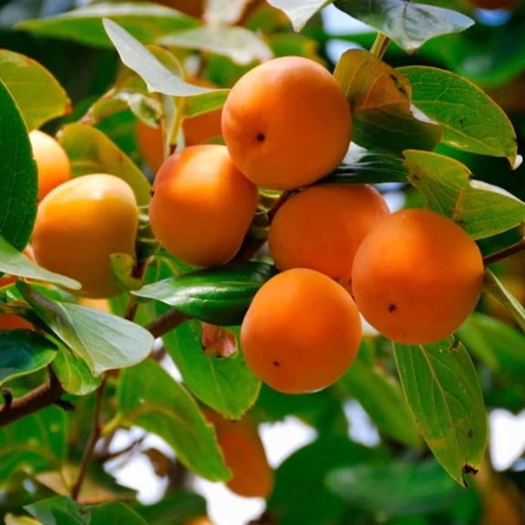 American Persimmon Live Plant in 1 Quart Pot  Native Fruit Tree for Home Garden, Backyard, Orchard & Landscape, Edible Persimmon Tree