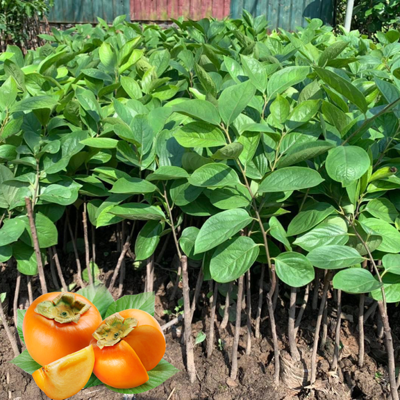 American Persimmon Plant Live, 614 Inch Tall, Quart Pot Persimmon Fruit Tree