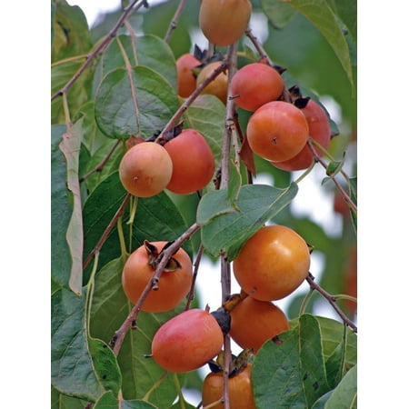 American Persimmon Tree - Diospyros virginiana - Gallon Pot - Very Hardy
