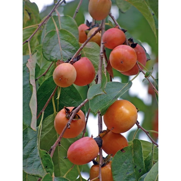 American Persimmon Tree - Diospyros virginiana - Gallon Pot - Very Hardy