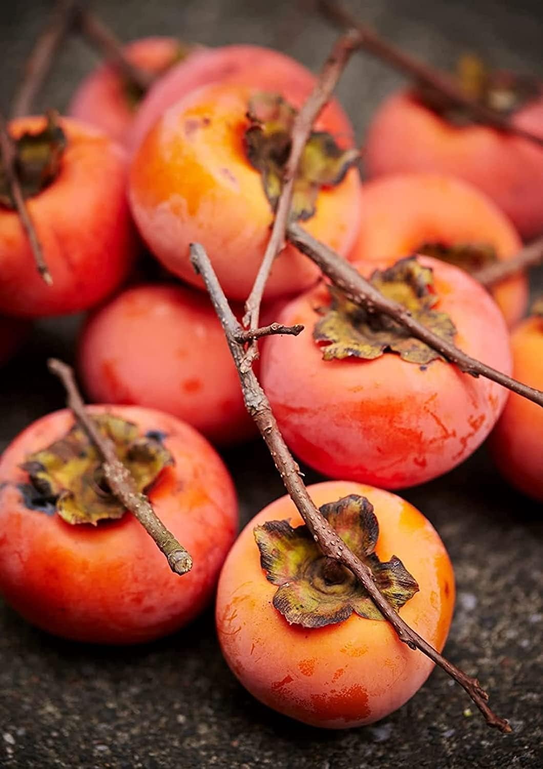 American Persimmon Tree Live Plants (3 Pack) – Sweet Orange Fruit Tree for Home Garden – Cold Hardy, Easy to Grow, High-Yield Persimmon Variety