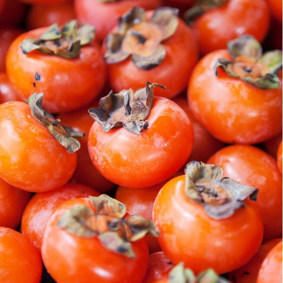 American Persimmon Tree for Planting, Diospyros Virginiana Tree 6 to 12 Inch Tall in 4 Inch Pot - Not Ship CA, NM, AZ - Dormant in Winter