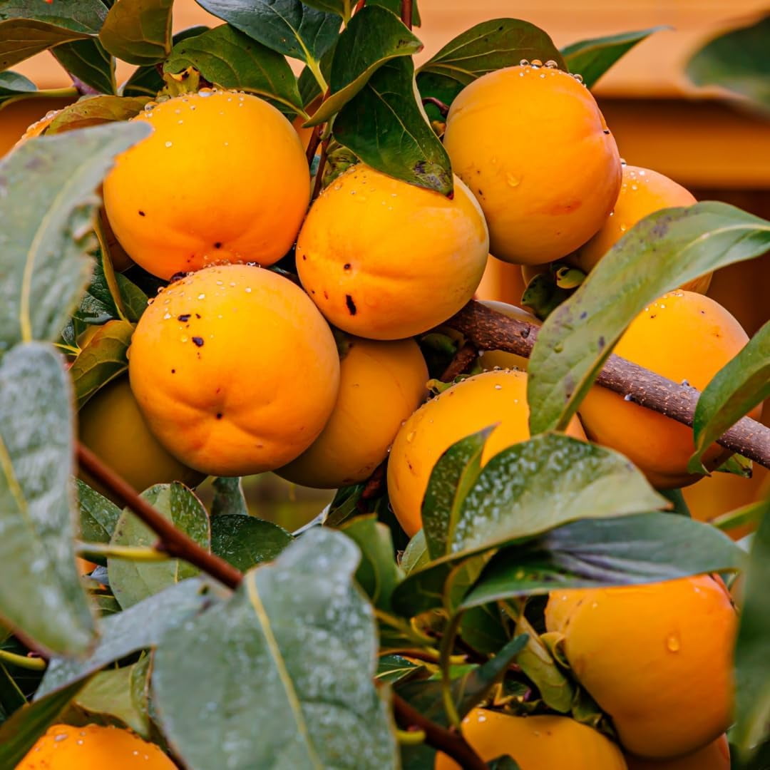 American Persimmon Tree For Planting Hardy Persimmon Tree Live Plant american-persimmon-tree-for-planting-hardy-persimmon-tree-live-plant