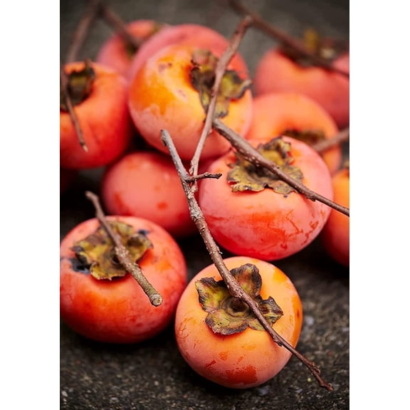 American Persimmons Tree Seedlings for Planting - 1 Yr Old Seedlings (2 Persimmon Tree) - No Ship to California