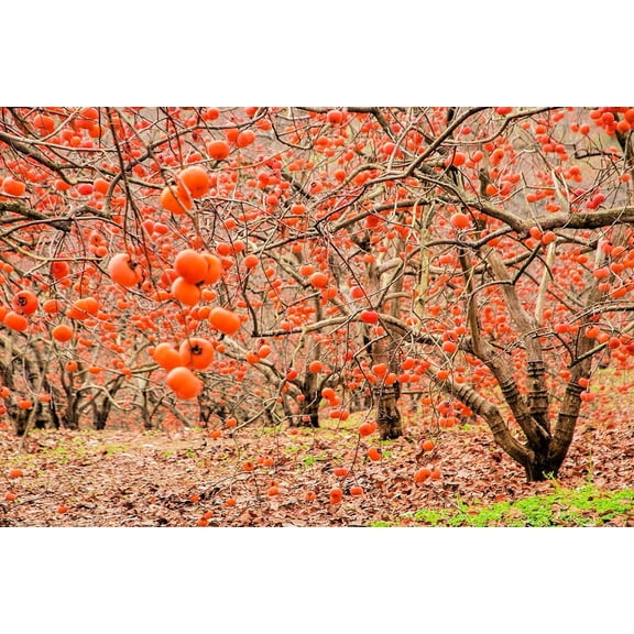 American Persimmons Tree Seedlings for Planting - Delicious Persimmon Fruit Trees - No Ship to California (3 Seedlings)