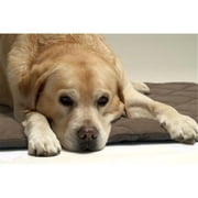 American Pet Diner 100FLLQB020 Flectabed Q 26 in. x 20 in. - Brown