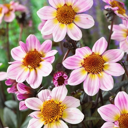 American Pie Dahlia Flower Tubers - 3 Bulbs per Pack - Blooms All Summer - Grows Well in Containers - Attracts Butterflies and Hummingbirds - Deer Resistant - Good as Cut Flowers