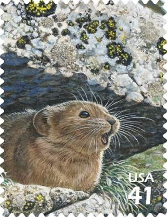 American Pika Canvas Art - US POSTAL SERVICE (22 x 28)