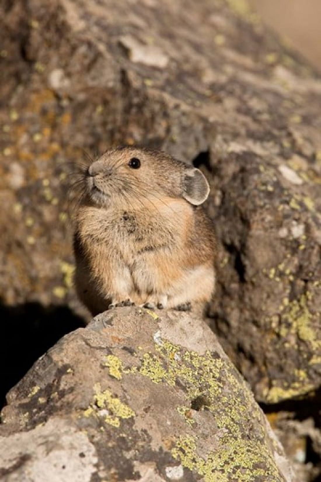 American Pika in rocks Yellowstone NP USA Canvas Art - Joe & Mary Ann McDonald DanitaDelimont (23 x 34)