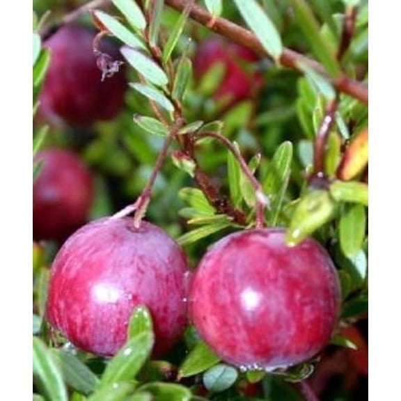 American Pilgrim Cranberry Bush -  3.25" Pot - Great Groundcover - Delicious