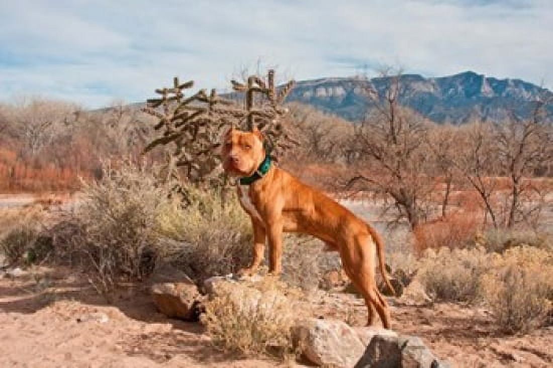 American Pitt Bull Terrier dog New Mexico Canvas Art - Zandria Muench Beraldo DanitaDelimont (24 x 16)