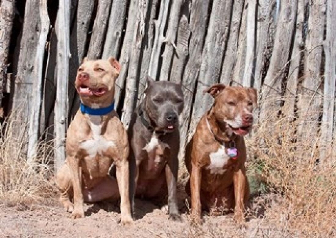 American Pitt Bull Terrier dogs NM Canvas Art - Zandria Muench Beraldo DanitaDelimont (36 x 24)