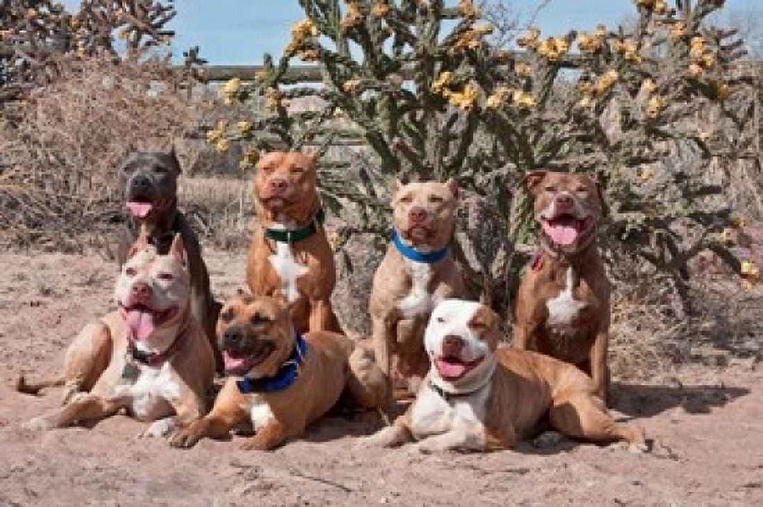 American Pitt Bull Terrier dogs cactus Canvas Art - Zandria Muench Beraldo DanitaDelimont (36 x 24)